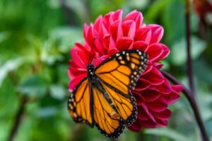 a butterfly on a flower