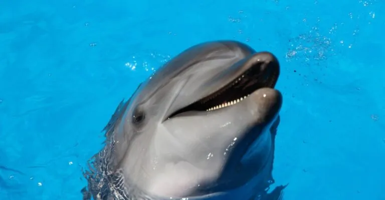 3 Surprising Facts About Dolphin Class or Kids