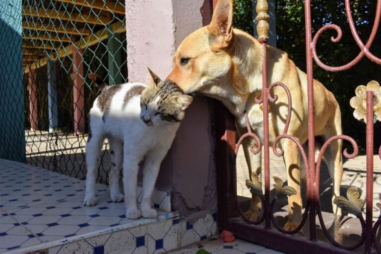 A cat and a dog looking at each other from opposite sides of a baby gate