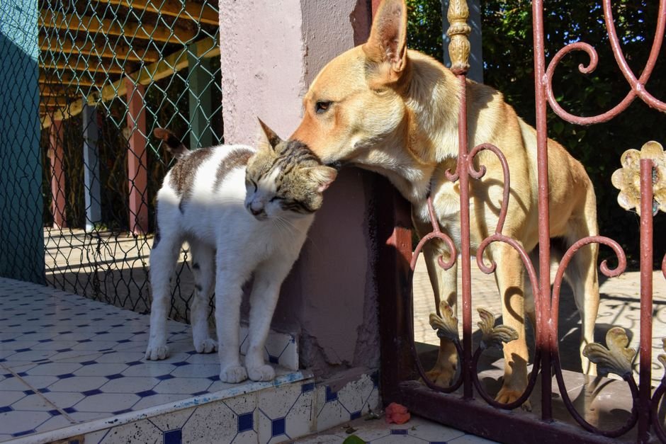 A cat and a dog looking at each other from opposite sides of a baby gate