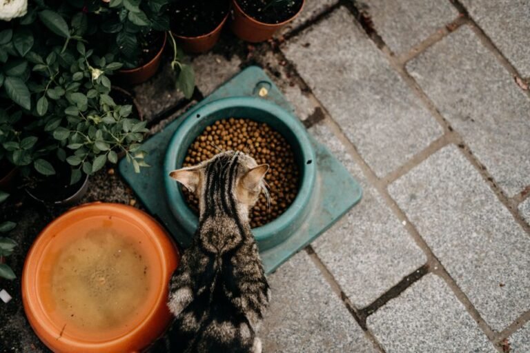 A cat eating comfortably from a wide, shallow ceramic dish