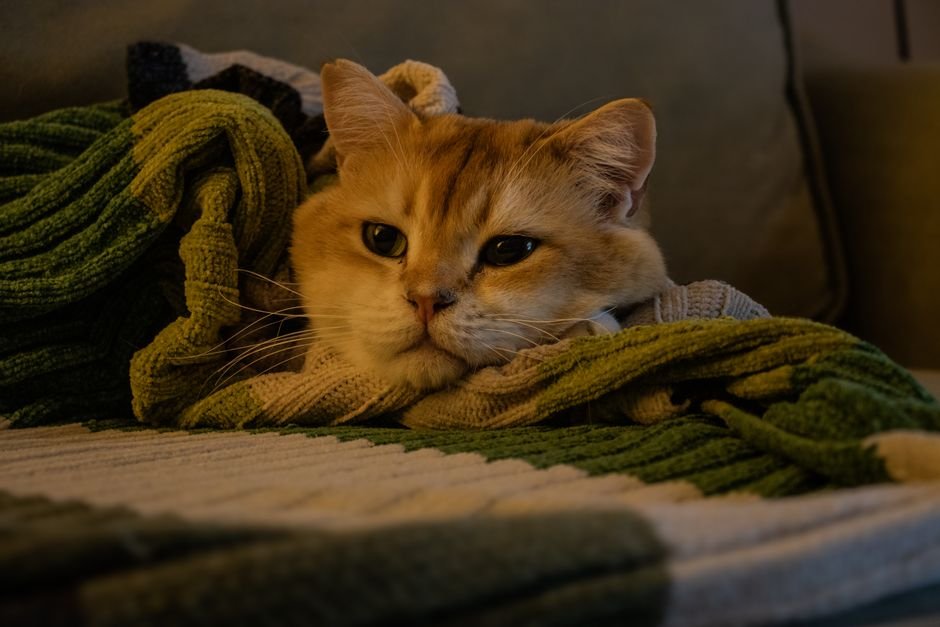 A tabby cat pressing its front paws into a soft knitted blanket