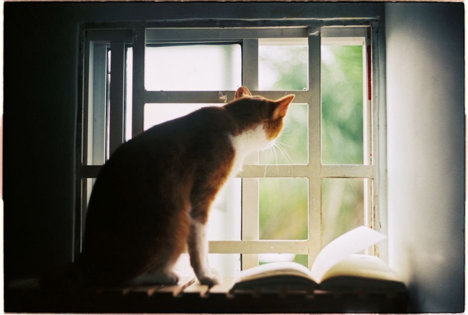 A cat sitting on a windowsill looking out at a yard