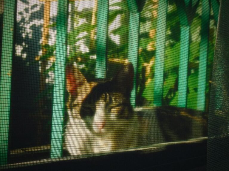 A cat sitting on a balcony behind a secured mesh screen