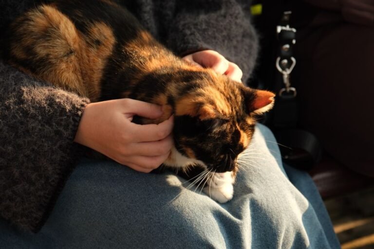 A relaxed cat with eyes half closed, purring while curled up on a person's lap