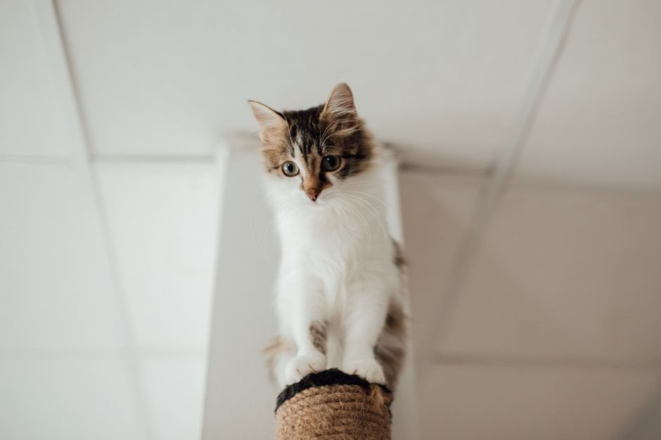 A cat stretched upright scratching a tall sisal-covered scratching post