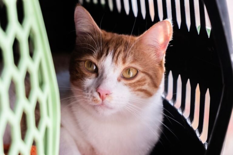 A cat sitting calmly inside an open pet carrier