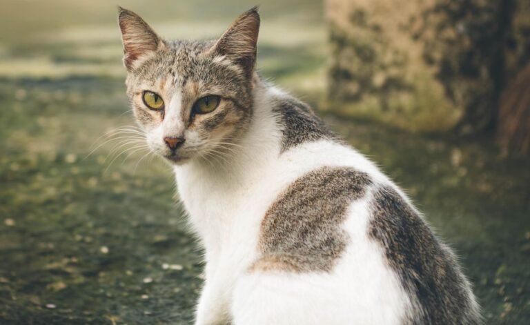 A cat sitting quietly and withdrawn, appearing subdued