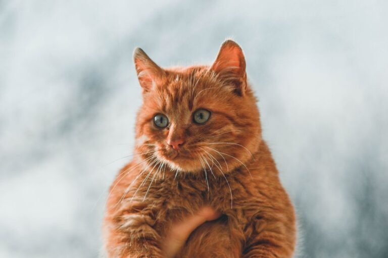 A relaxed ginger cat with half-closed eyes looking toward the camera from a sofa
