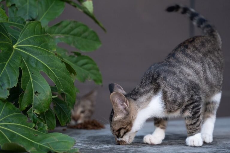 A cat leaning over and sniffing a shallow bowl of wet food on the floor