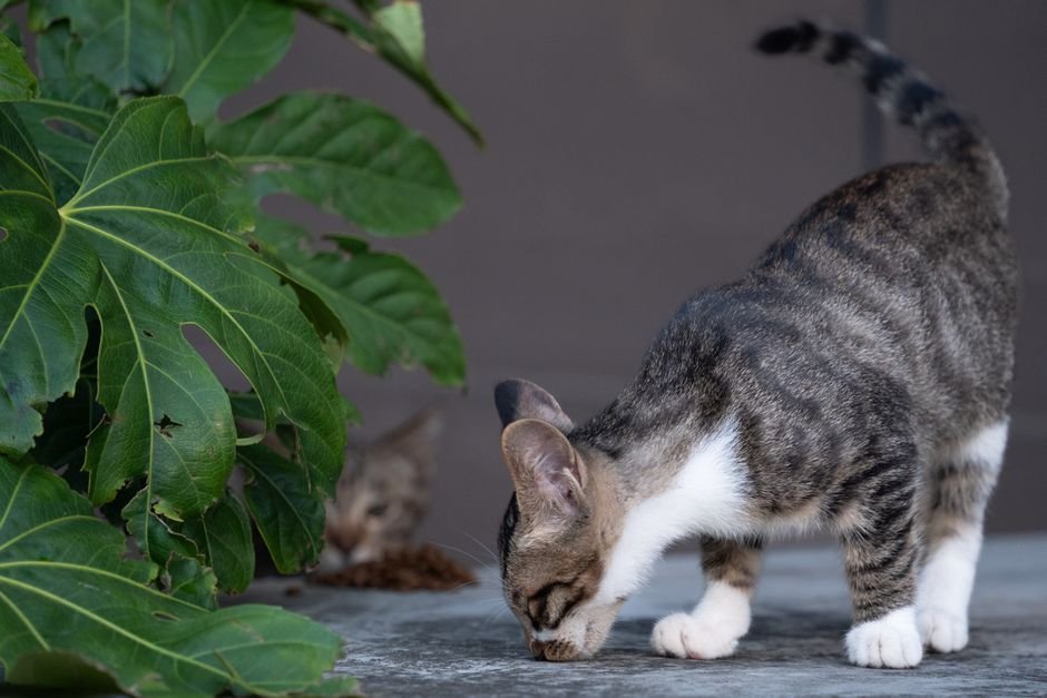 A cat leaning over and sniffing a shallow bowl of wet food on the floor