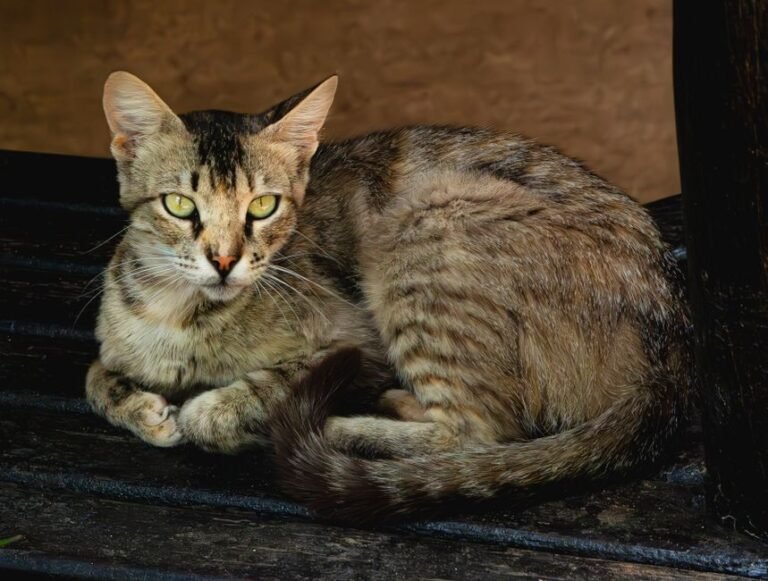 A cat with its tail raised and slightly curled at the tip