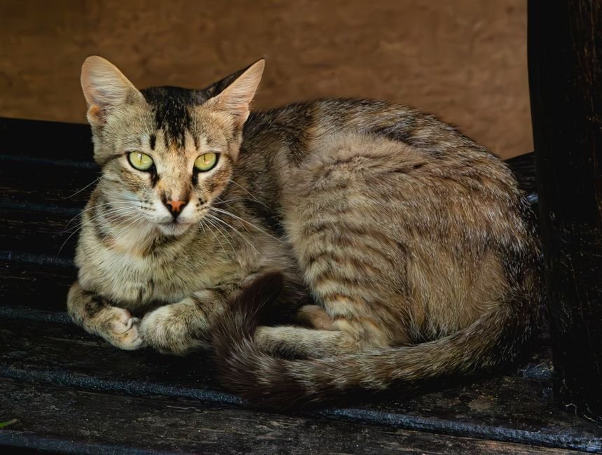 A cat with its tail raised and slightly curled at the tip