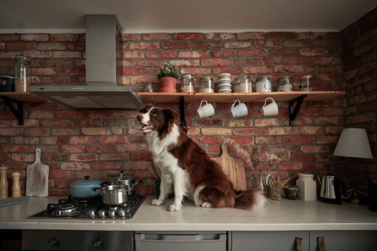 A dog sniffing at food left out on a kitchen counter