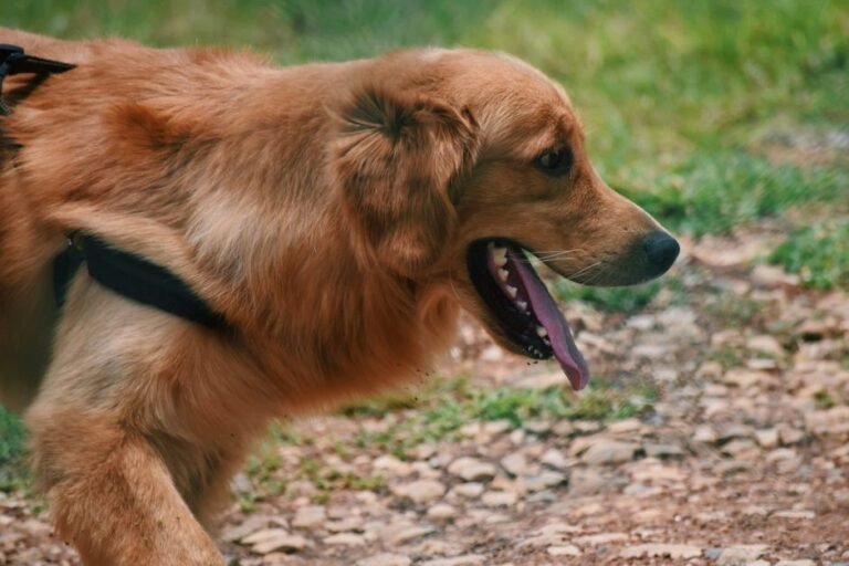 A dog panting heavily on a leash during a walk on a hot day