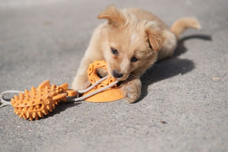 A dog nosing at a puzzle feeder toy to get treats out