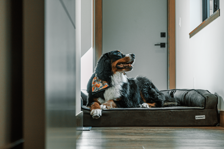 A dog lying comfortably on an orthopedic dog bed