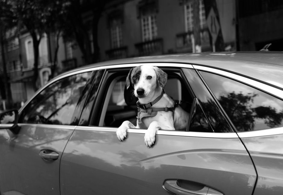 A dog sitting on a car's back seat wearing a harness clipped to a seat belt tether