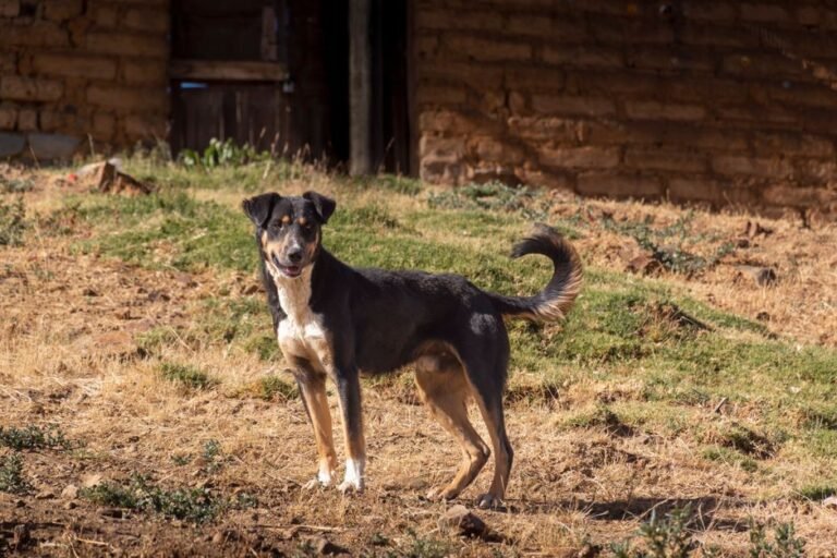 An alert dog standing on a lawn with its tail raised mid-wag