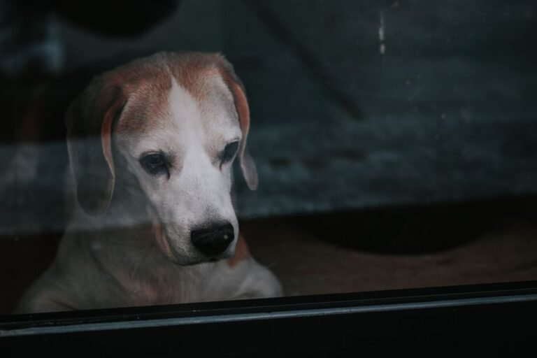 A dog standing alone by a closed front door, looking toward it