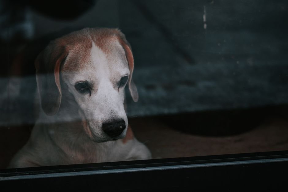 A dog standing alone by a closed front door, looking toward it