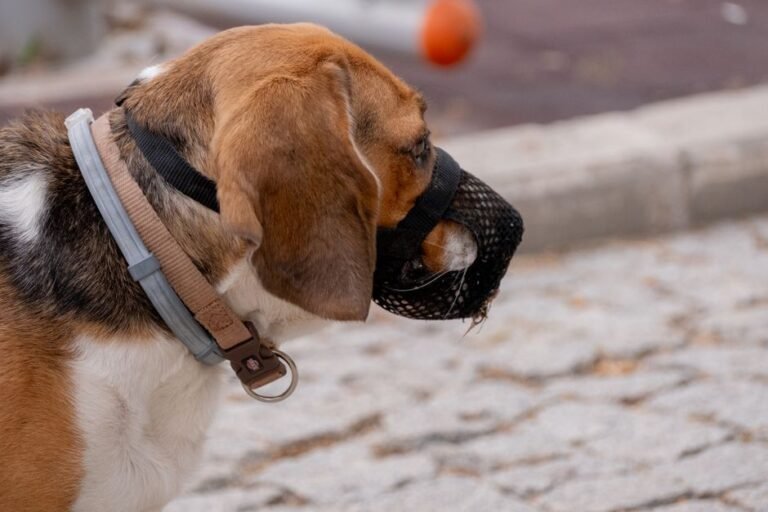 A calm dog wearing a basket muzzle sitting beside its owner on a sidewalk