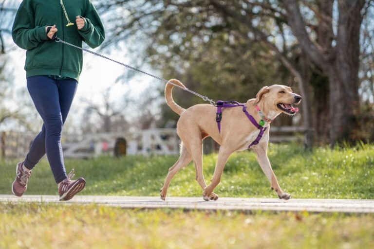 A dog standing outside wearing a well-fitted harness