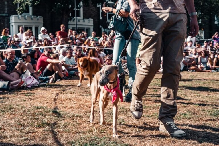 A dog walking outdoors with a slip lead looped high behind its ears
