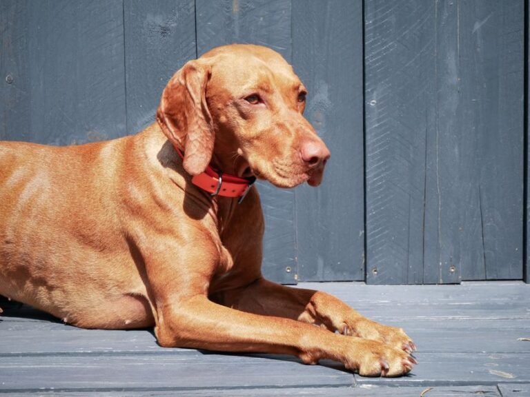 A dog standing with a stiff posture and ears pinned back