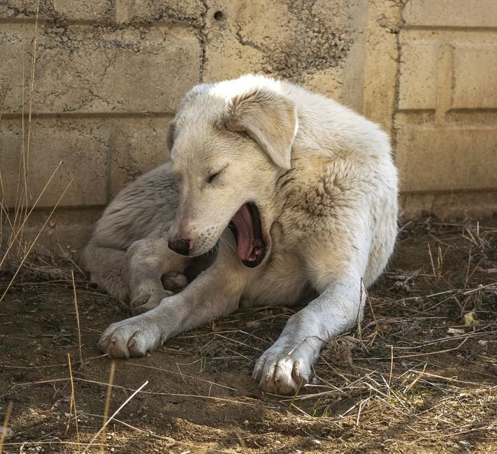 A dog yawning while lying down at home