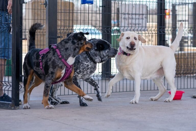 Several dogs running and playing together on grass inside a fenced dog park
