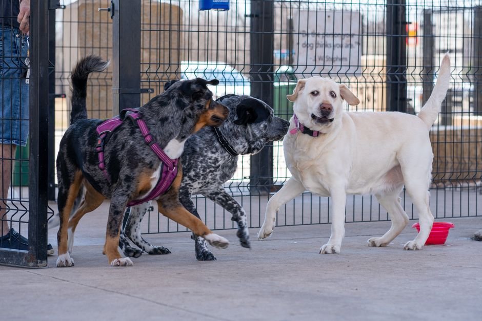 Several dogs running and playing together on grass inside a fenced dog park