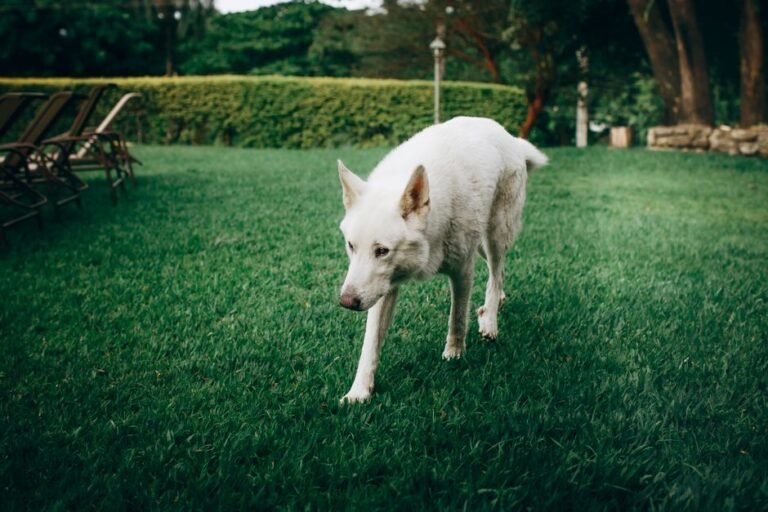 A grey-muzzled older dog walking slowly across a grassy backyard