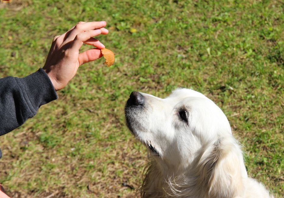 A person rewarding a dog with a treat during a training session in a yard