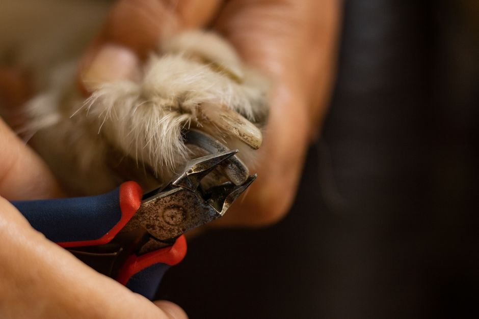 A person carefully trimming a dog's nails with clippers