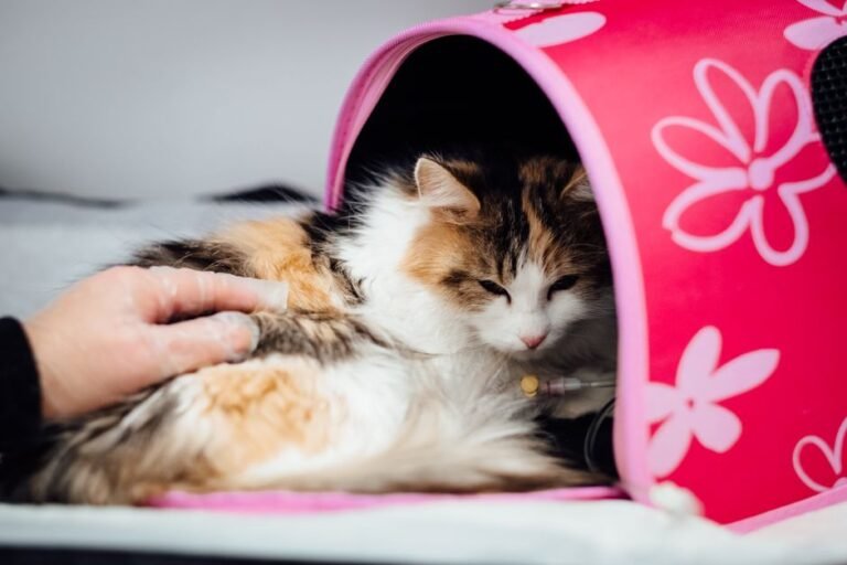 A pet carrier sitting on a chair in a veterinary clinic waiting room