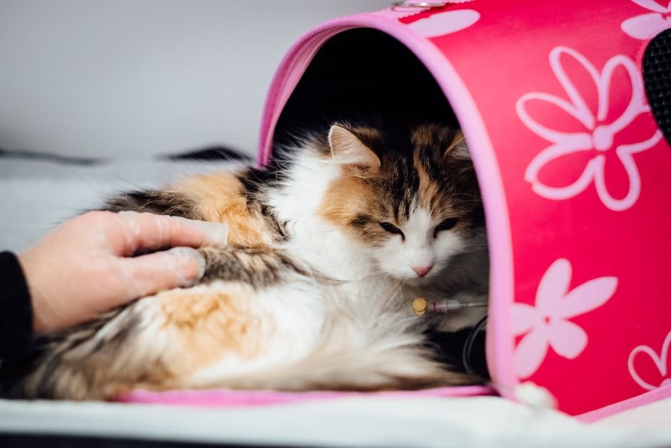 A pet carrier sitting on a chair in a veterinary clinic waiting room