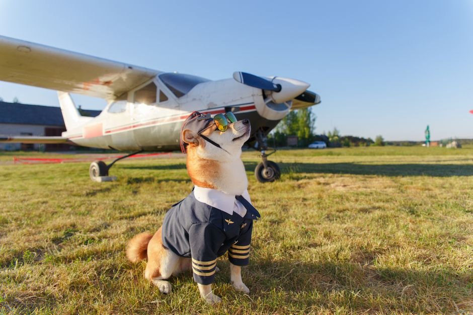 A soft-sided pet carrier tucked under an airplane seat in the cabin