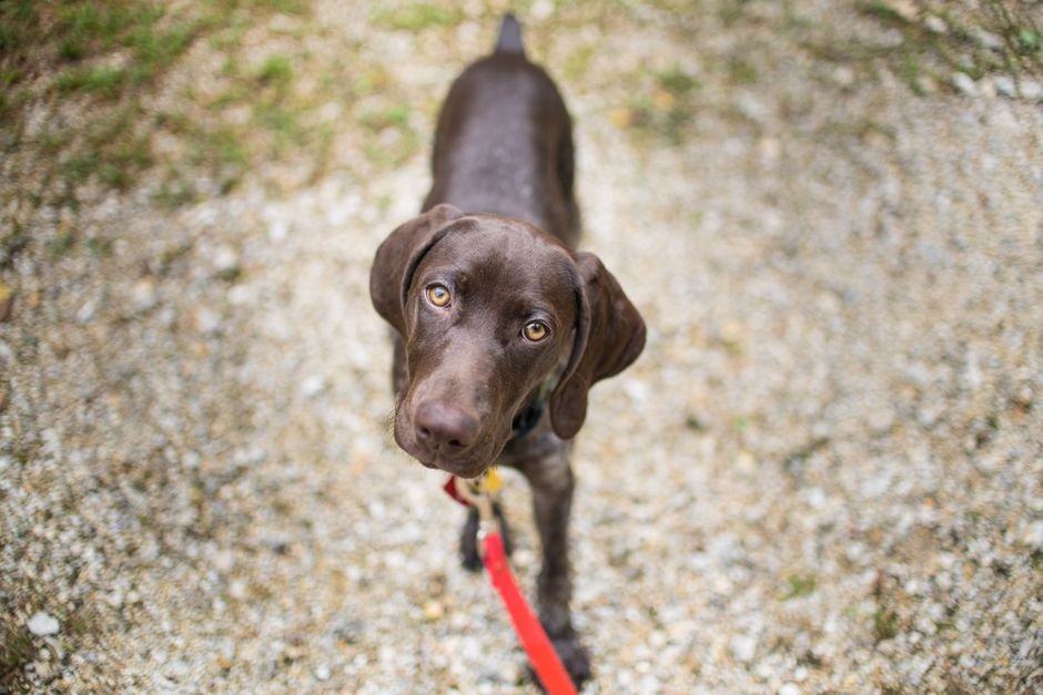 A puppy on a leash learning to walk beside its owner
