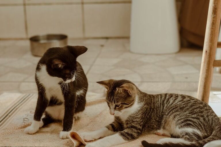 Two cats play-wrestling together on a living room floor