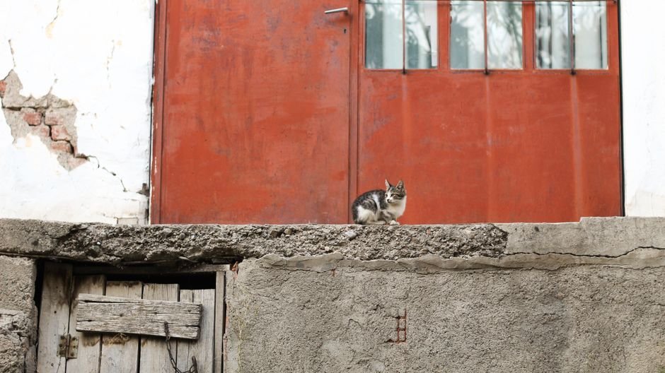 Two cats sniffing at each other through a partially open door